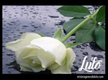 imagenes de rosas blancas de luto